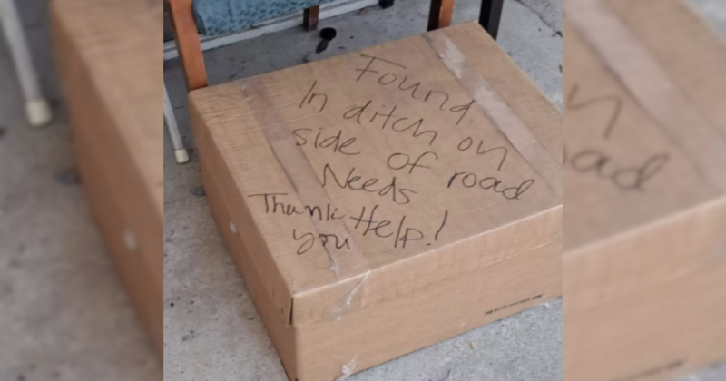 Caixa tinha oito gatinhos fofos