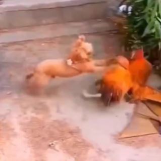 O cachorro ataca o galo com mordidas e arranhões, a ave tenta fugir diversas vezes, mas não obtém sucesso