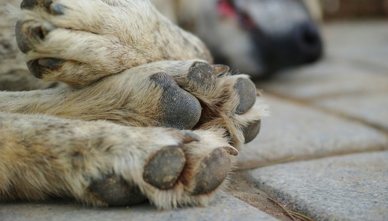 Pata de cachorro deitado