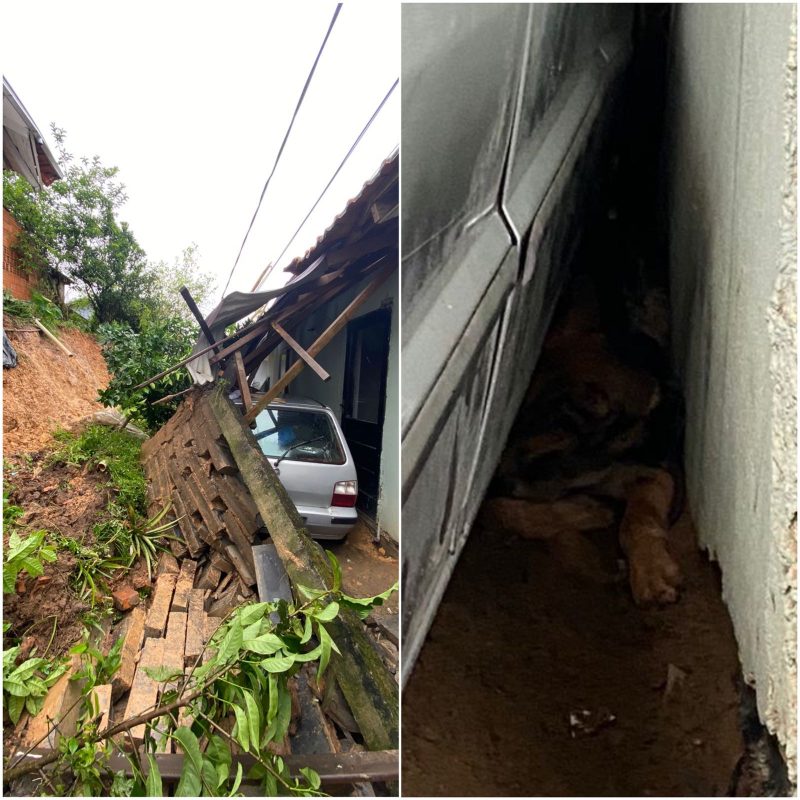 cachorro é resgatado por bombeiros em Ituporanga 