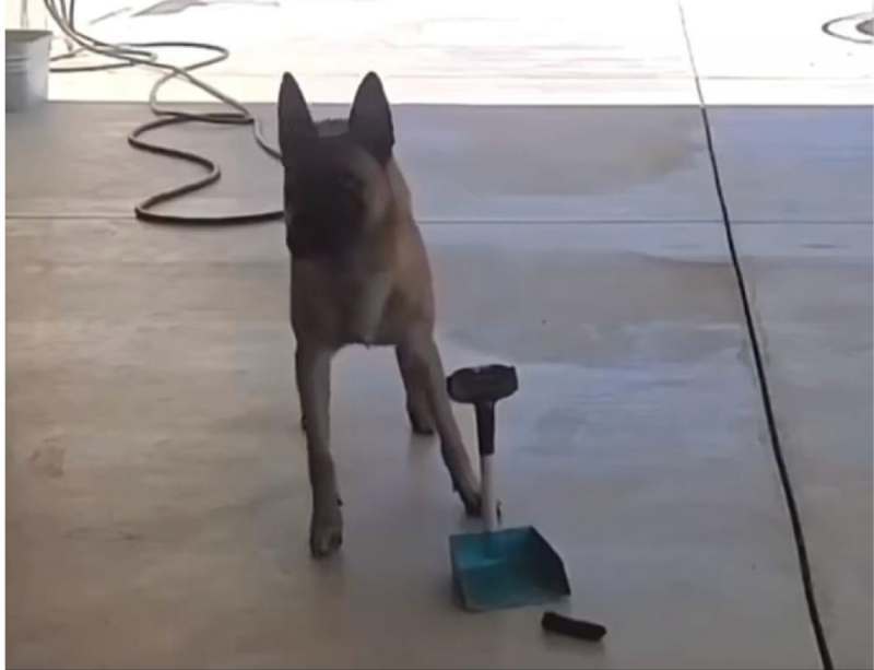 Um cão está parado na frente de uma pá, pronto para coletar suas fezes com ela