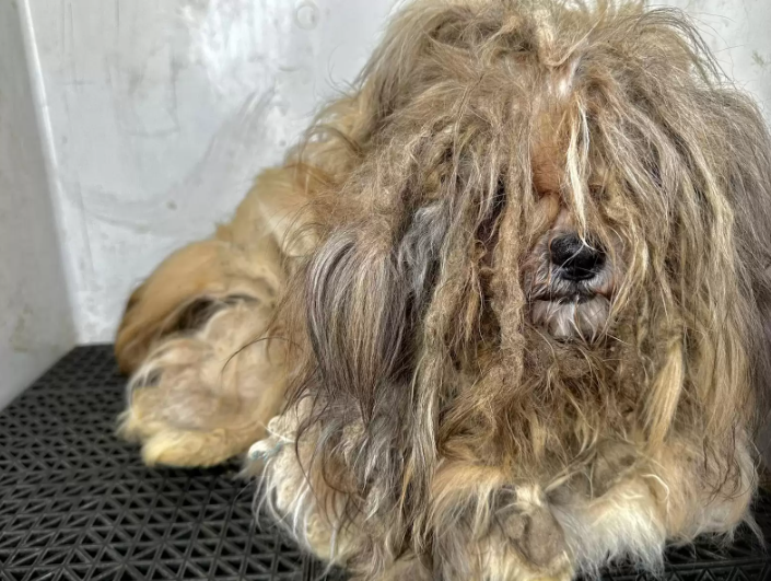 Cão estava em situação de maus-tratos