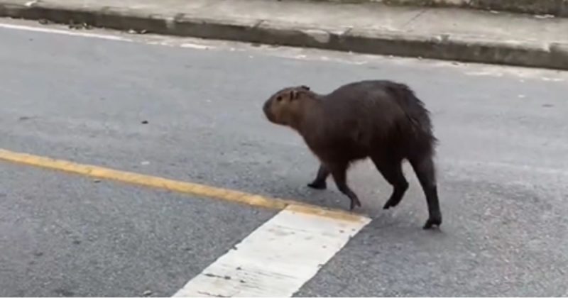 Capivara depois de ser liberada do bueiro – Foto: saojose100limites/Instagram/Reprodu&ccedil;&atilde;o/ND