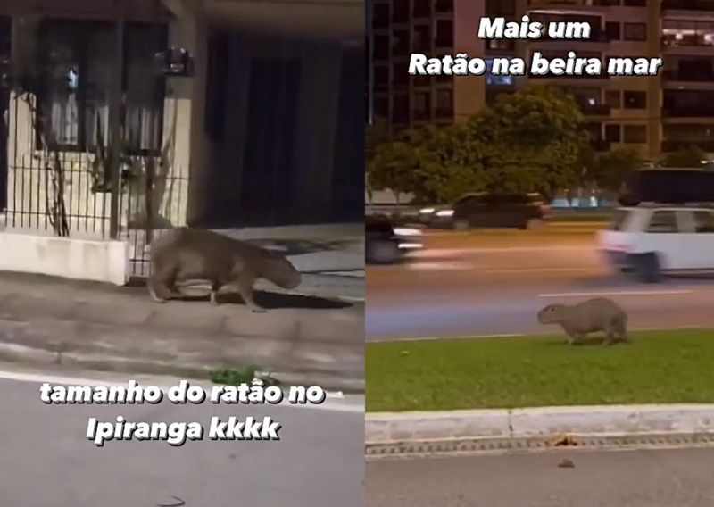 The Capybaras go on an urban adventure to explore Greater Florianópolis.  Photo: @floripadiscover/Instagram/Reproduction/ND