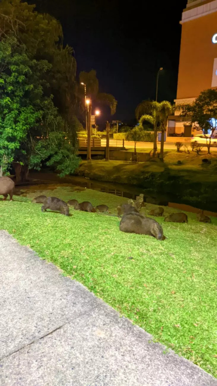 At least 11 rodents lay on the lawn outside the Romana shopping villa – Caroline Agustini/Reproduction/ND