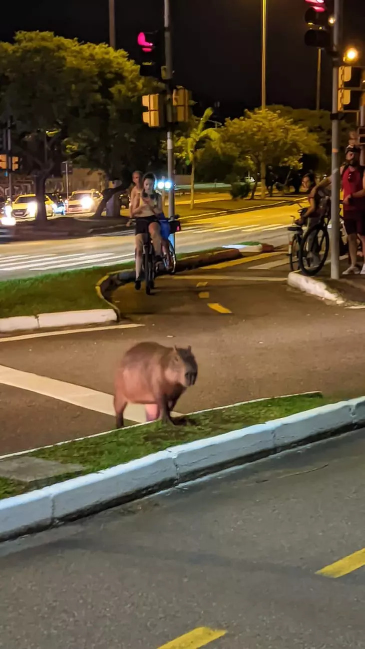 One of the animals crossed the street under the supervision of cyclists - Caroline Agustini/Reproduction/ND