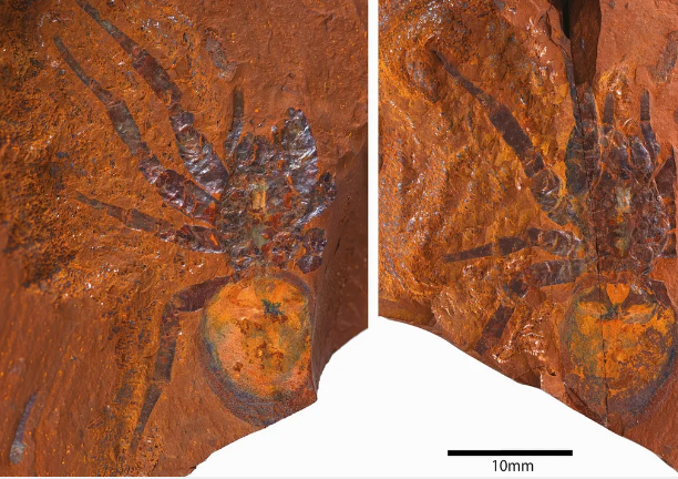Fóssil foi encontrado na Austrália