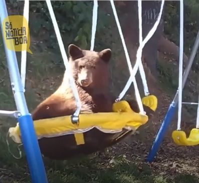 Urso viraliza na web após brincar de uma forma inusitada - Foto: Internet/Reprodução/ND
