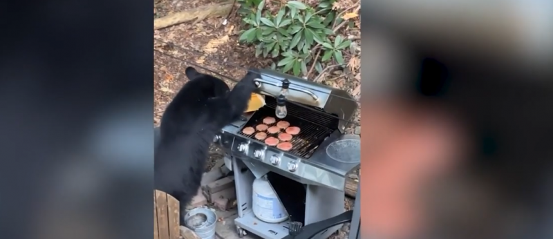 Urso não quis saber de fazer sala e acabou com o churrasco da família - Foto: Reprodução/ND