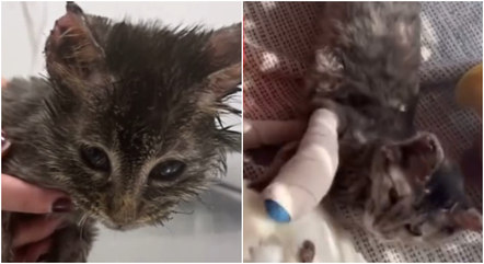 Vídeo: conheça gato com dois narizes resgatado na Inglaterra