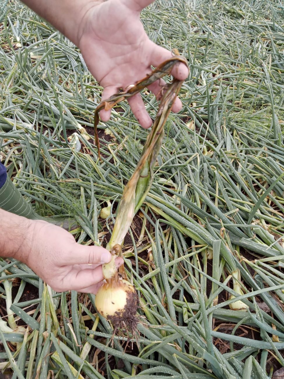 Plantação de cebola em Petrolândia - Reprodução/ND