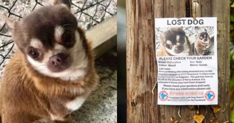 Após ser pego pela gaivota, animal não foi mais visto 