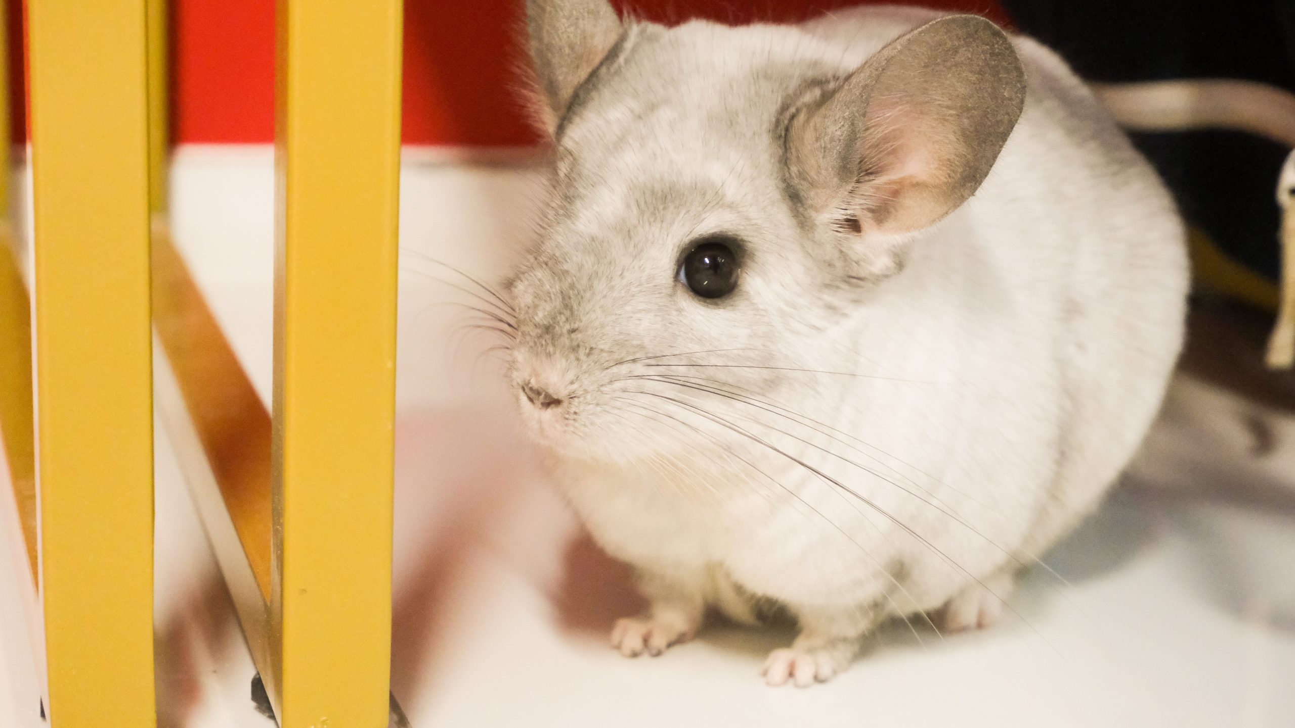 Dentinho participou da nossa entrevista inteira – Foto: @adabahl e @lucase.ps/ND