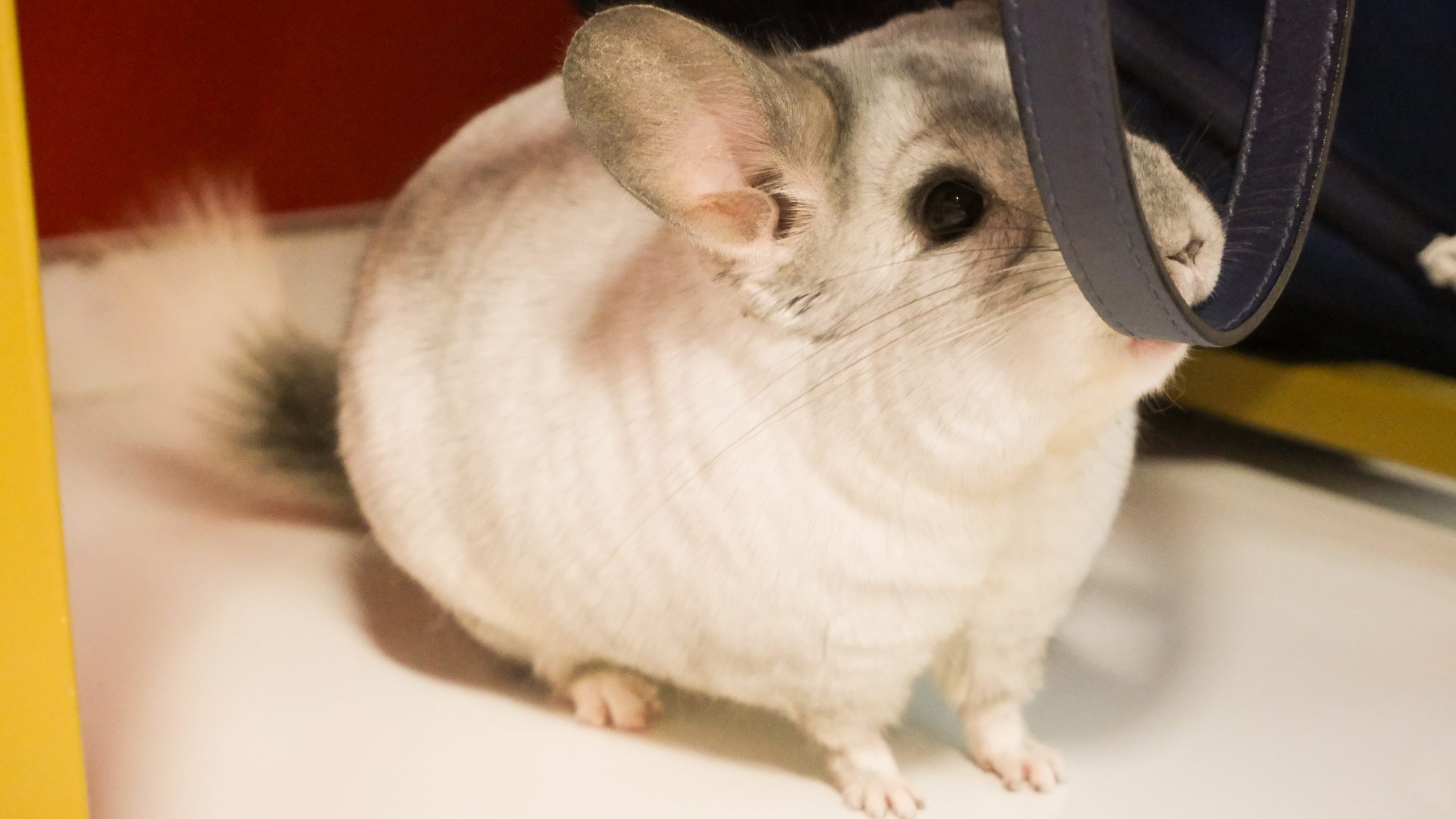 Chinchilas s&atilde;o curiosas e amig&aacute;veis – Foto: @adabahl e @lucase.ps/ND