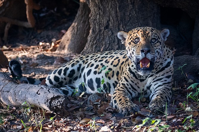 “Infanticide is one of the reasons why not all puppies born from one pregnancy are able to survive,” explains Instituto Homem Pantaneiro veterinarian and jaguar specialist Diego Viana.  - Chris Brunskill/Reproduction/ND