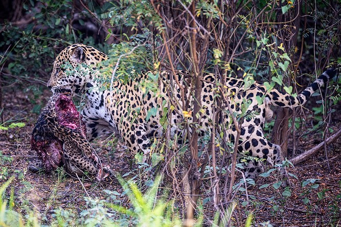 A male jaguar was caught killing a cub and then copulating with the dead animal's hand.  - Chris Brunskill/Reproduction/ND