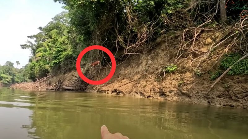 Capivara salta do barranco observada por pescador que navegava em rio