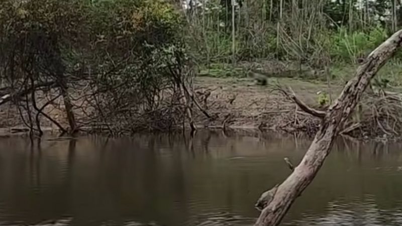 Pescador vê capivara que sai em disparada depois de ficar escondida na mata