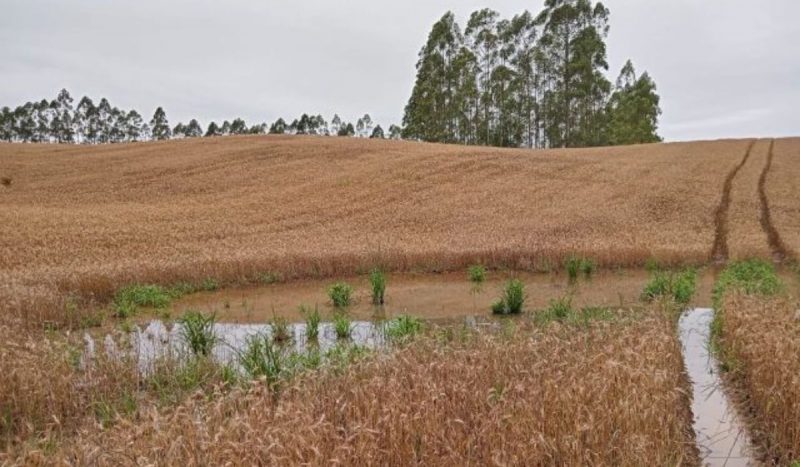 Lavouras foram alagadas e tiveram produção prejudicada pela chuva