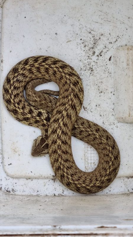 Serpente foi encontrada em pilha de lenhas – Foto: Reprodu&ccedil;&atilde;o/CBM