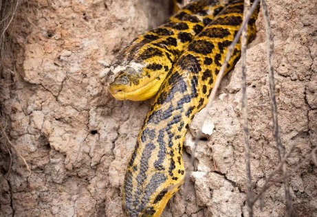 The photo shows two anacondas emerging from a hollow tree in the Pantanal.  - Naturaleza Exploracion Viajes/Repodução/ND