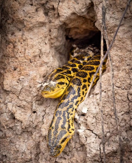 The yellow anaconda (Eunectesnotaeus) can reach sizes of over 4 meters and weigh 40 kg.  - Naturaleza Exploracion Viajes/Repodução/ND