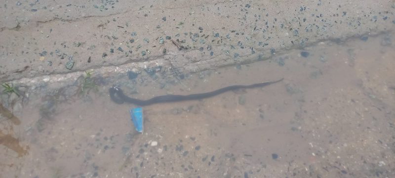 Cobra apareceu em rua do bairro Cordeiros durante alagamentos – Foto: Elielza da Silva Pastana/Reprodu&ccedil;&atilde;o/ND