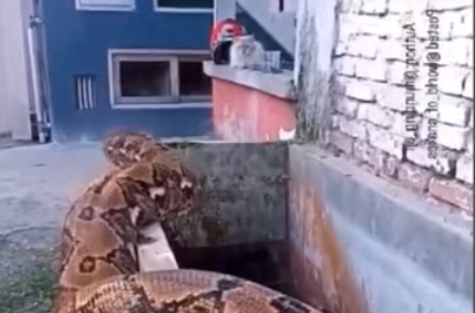 Vídeo com cobra gigantesca voltou a viralizar na internet