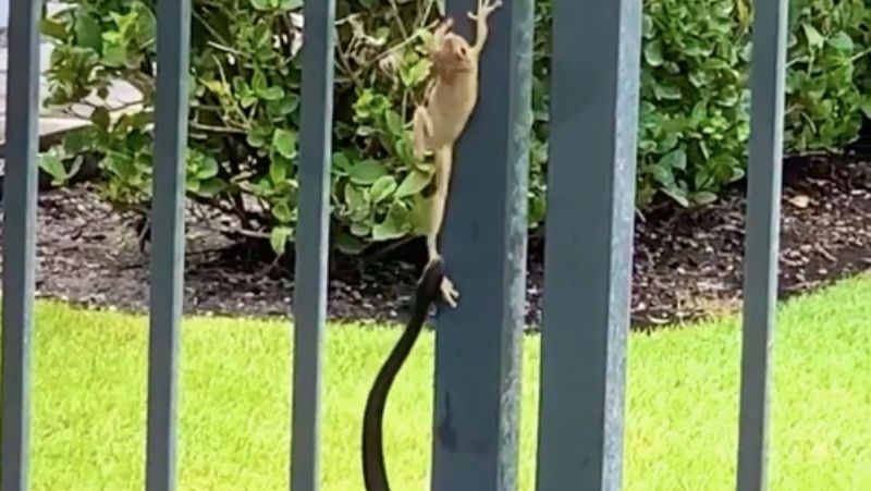 Batalha animal foi gravada em v&iacute;deo &eacute;pico – Foto: Internet/Reprodu&ccedil;&atilde;o/ND