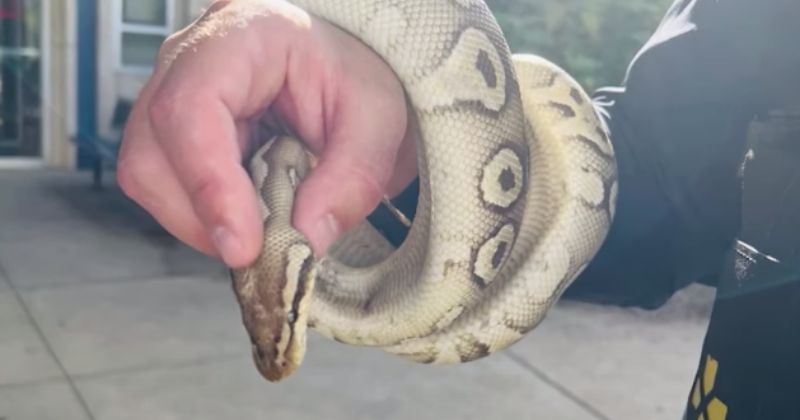 Serpente foi encontrada na &aacute;rea em que pais buscam alunos – Foto: WGALTV/UPI/Reprodu&ccedil;&atilde;o/ND