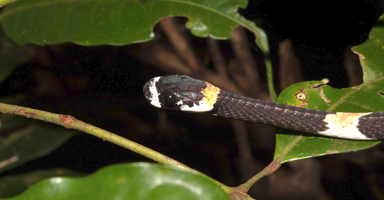 Cobra ou serpente? Qual o nome correto: cobra ou serpente? - Escola Kids