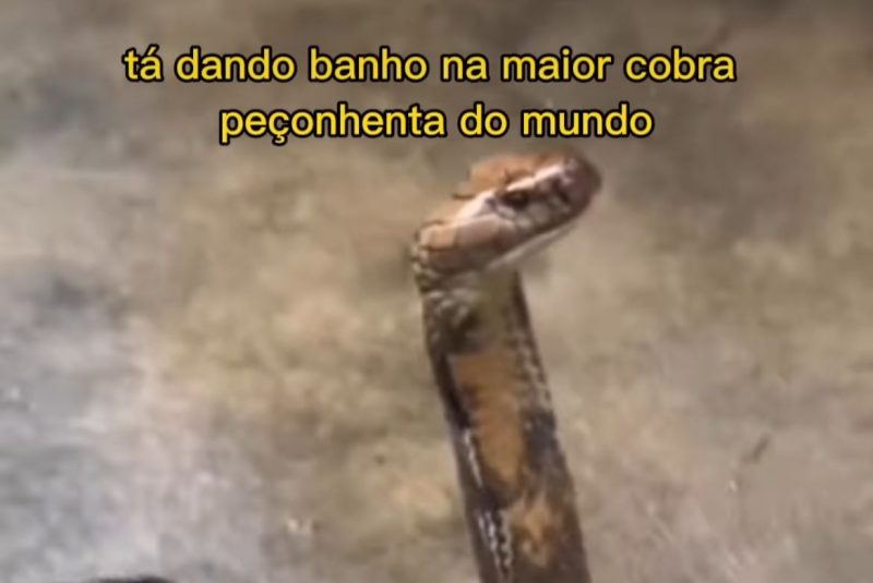 Cobra-rei é surpreendida por homem sem medo do perigo 