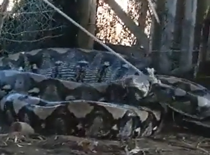Colossal snake scares on video