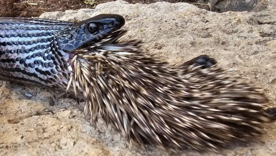 Primeiro registro de vocalização de cobra é feito por bolsistas da