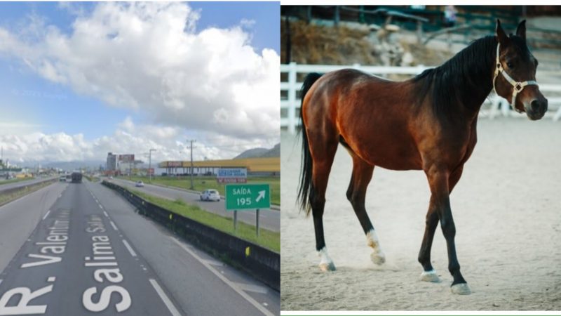 O atropelamento dos dois cavalos aconteceu por volta das 6h36, no km 195, no sentido Sul da BR-101 em Biguaçu, na Grande Florianópolis