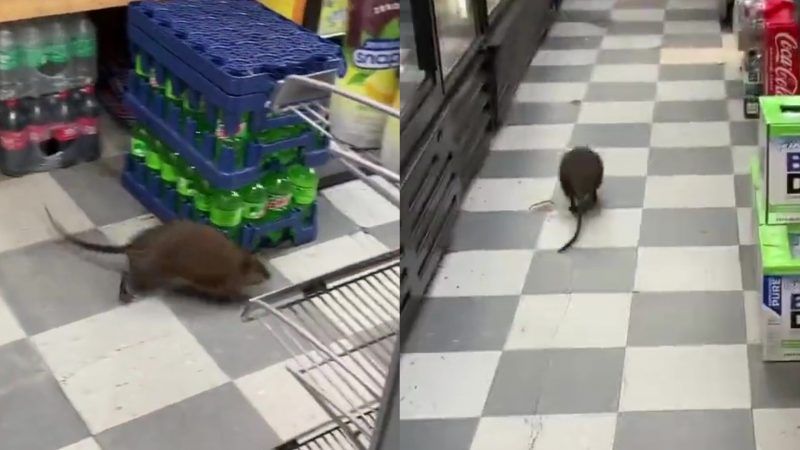 Nova York rato gigante é visto em loja 