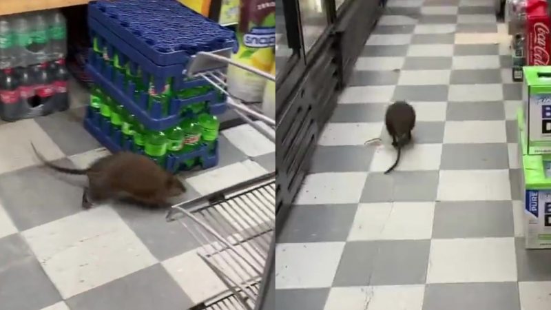 Rato gigante aterroriza passageiros do metrô de Nova York; vídeo - Mundo -  Extra Online