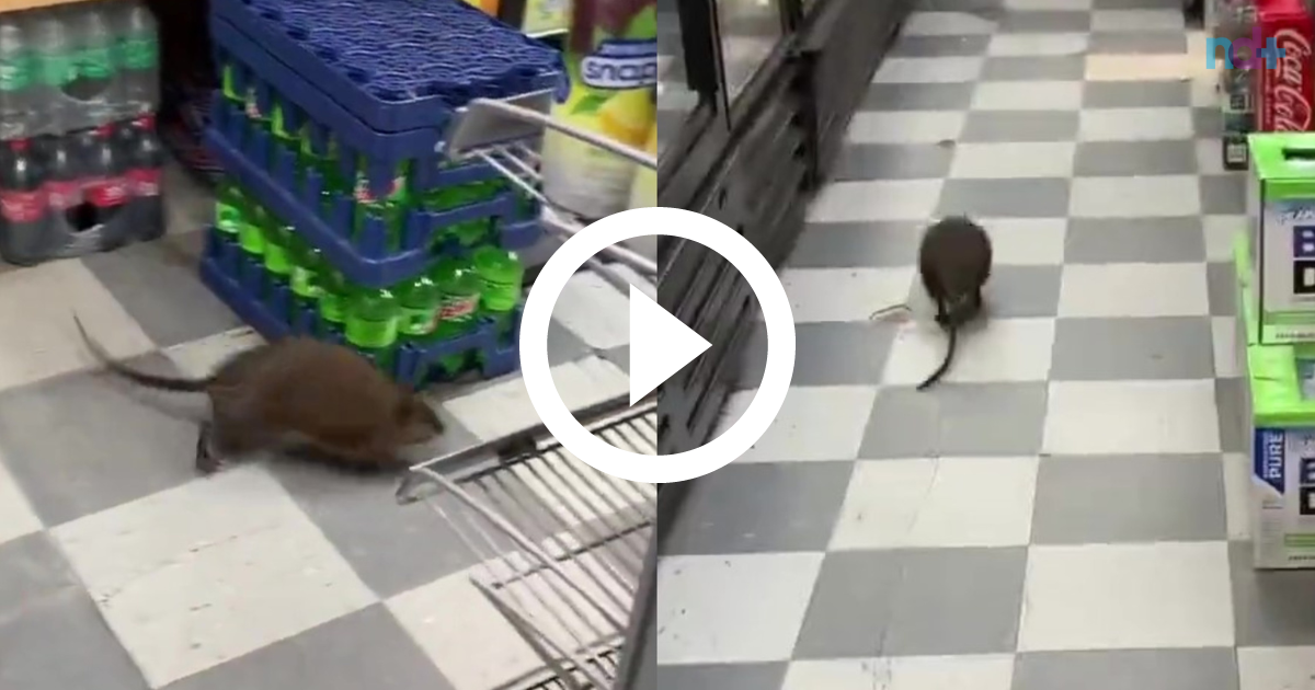 Rato gigante em mercado de Nova York surpreende internautas e vídeo  viraliza, Curiosidades