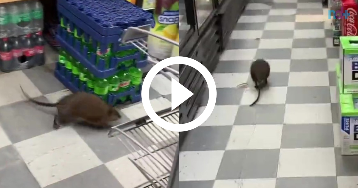 Rato gigante aterroriza passageiros do metrô de Nova York; vídeo - Mundo -  Extra Online