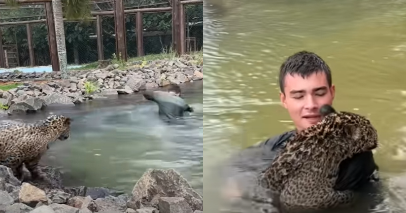 Onça é considerada um dos animais mais selvagens do Brasil