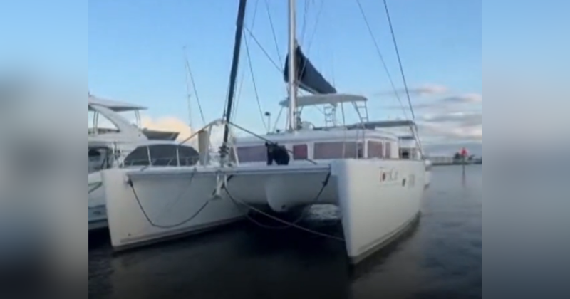 Urso é flagrado em catamarã atracado em iate clube