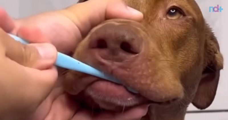 pitbull leva a sério rotina de autocuidado