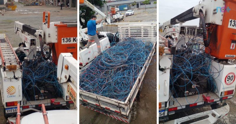 Gato estava em casas de área de invasão em Itapema