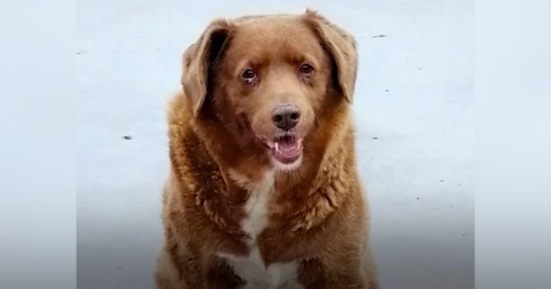 O cão foi considerado o mais velho em 2023