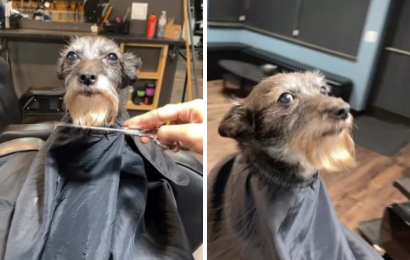 Cachorro posturado chamou atenção pela paciência ao esperar o barbeiro