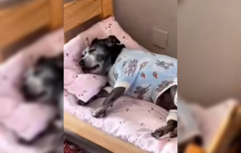 Cachorrinha teve seu momento de 'bons sonhos' na cama que ganhou de presente