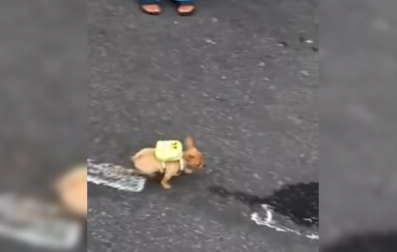 Cachorro de mochilinha 