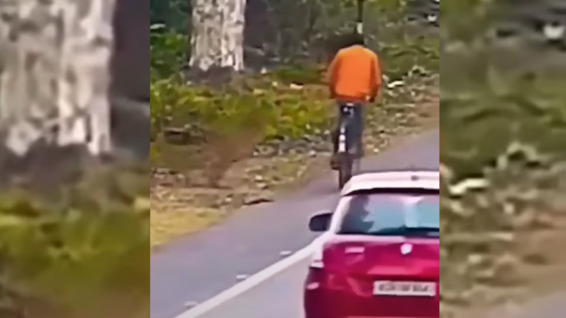 Onça ataca ciclista