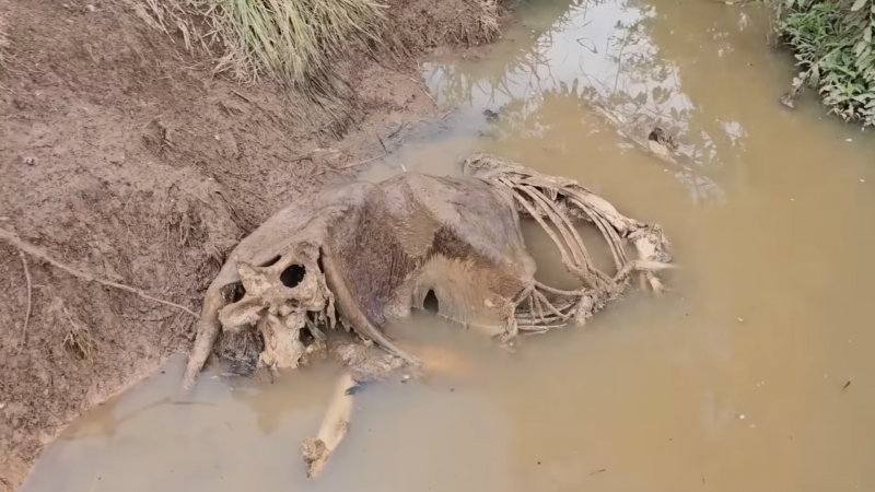 Mula encontrada morte e supostamente assassinada por cobra