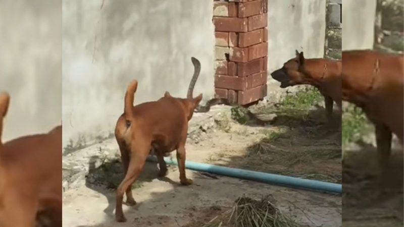 Cobra é surpreendida pelos cães